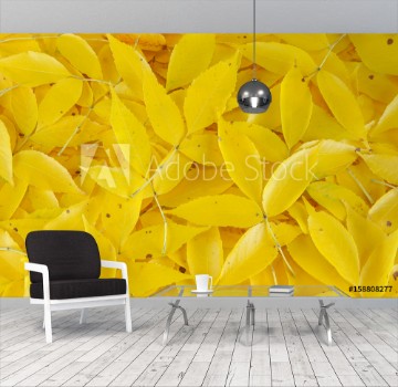 Picture of Yellow fallen leaves background